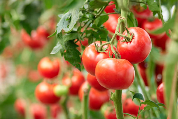 Summer Tomatoes