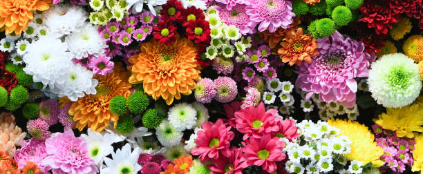 chrysanthemums