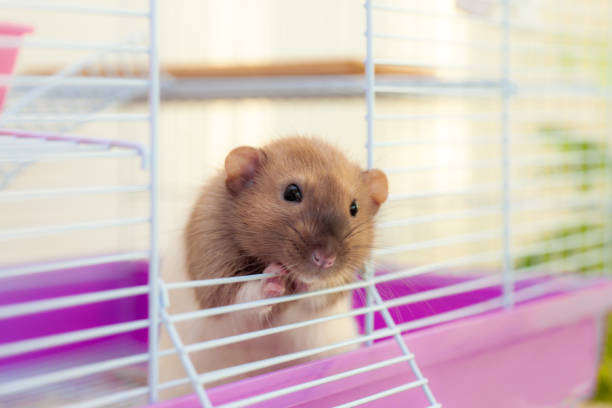 Mr. Nibbles, a small and unassuming hamster, sits in his cage,