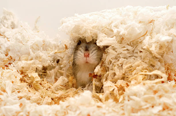 Hamster Mr. Nibbles in his cage, eating a sunflower seed in a cozy apartment.